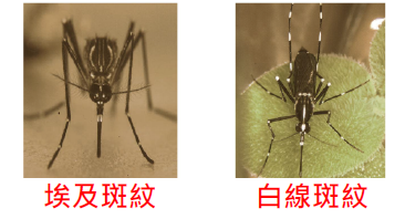埃及斑蚊和白線斑蚊