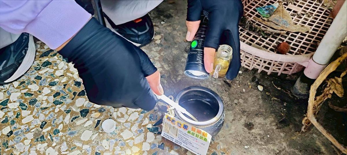 圖:積水容器中採集孑孓