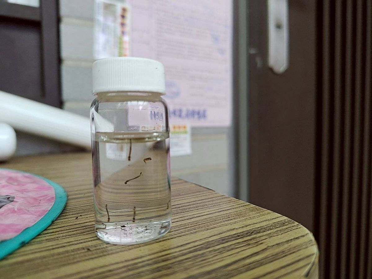 圖:採集到孑孓
