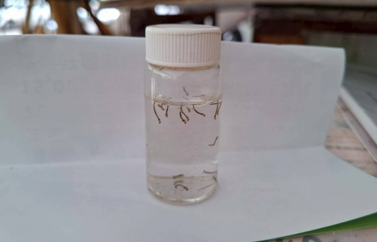 病媒蚊監測人員 掃蚊巡查和孶清等作業1