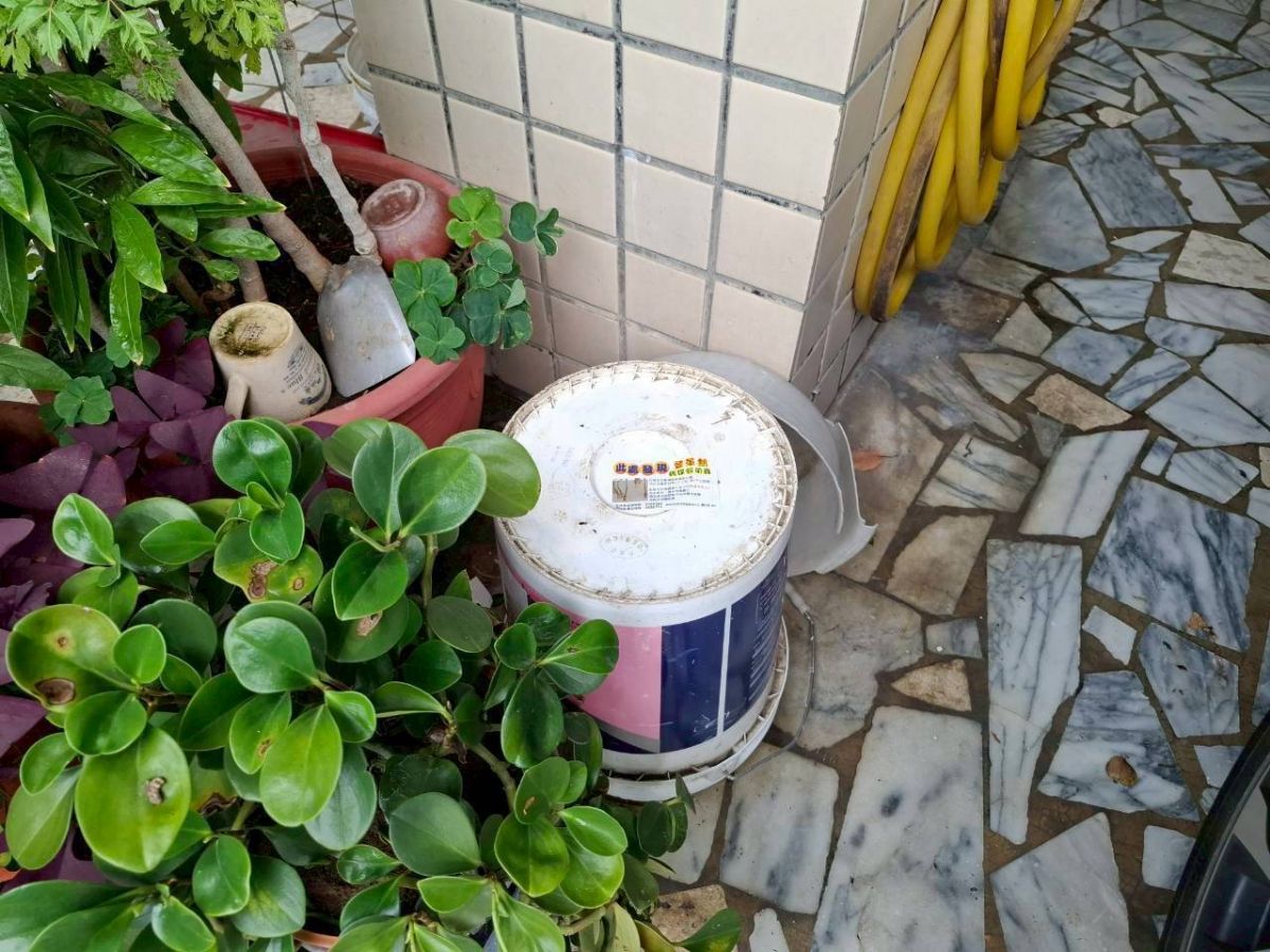 病媒蚊監測人員 掃蚊巡查和孶清等作業6