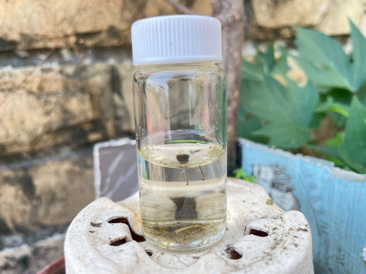 監測人員社區環境病媒蚊巡查3