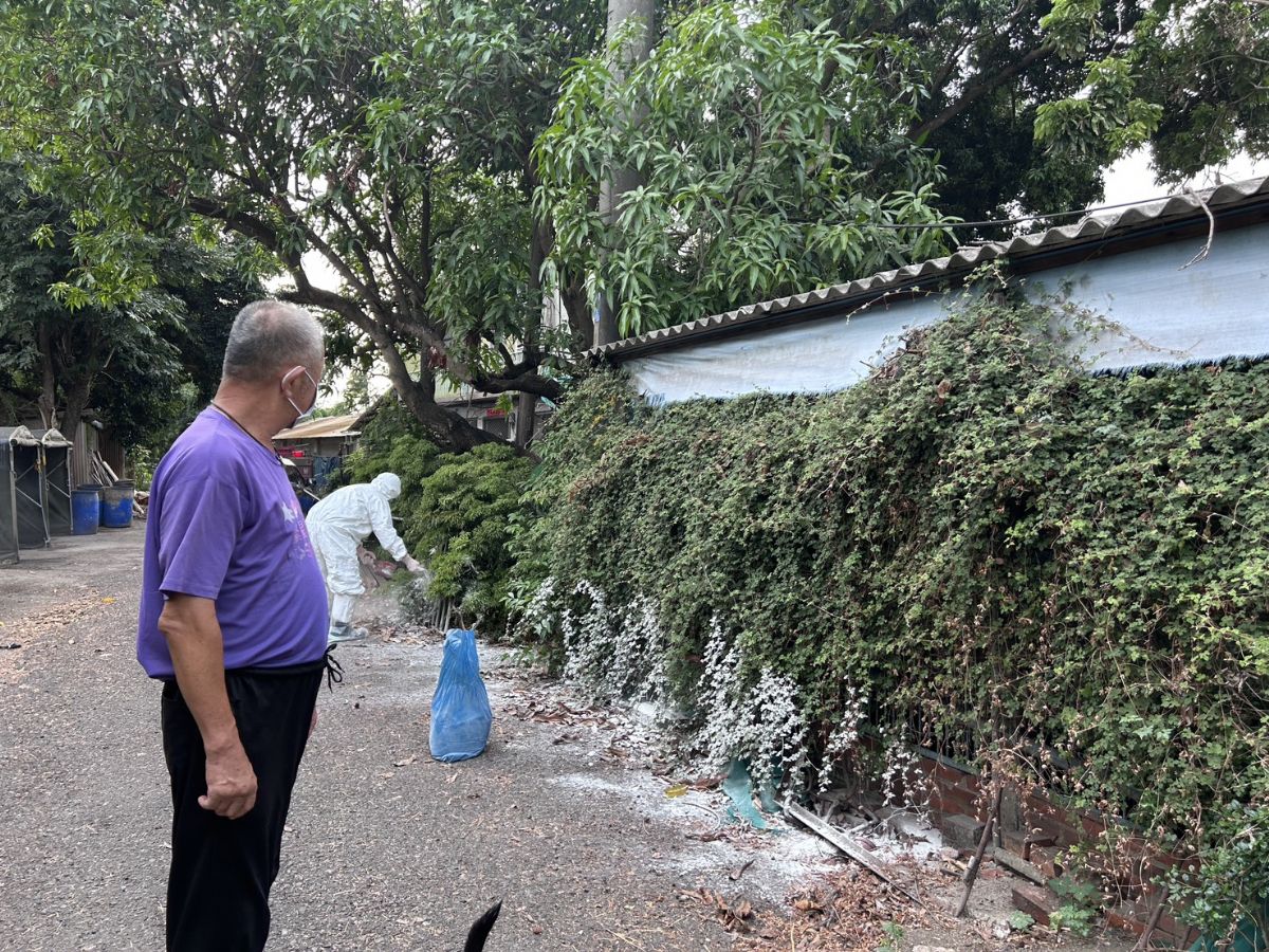 動保處著防疫裝備後,協助高風險養豬場以「護城河」式撒生石灰於養豬場圍牆外,強化養豬場自主防疫消毒工作