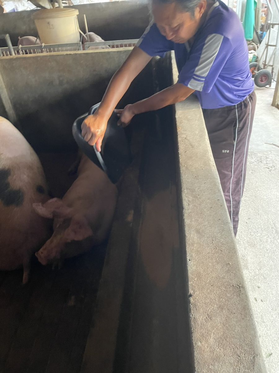 高風險豬場改飼料養豬