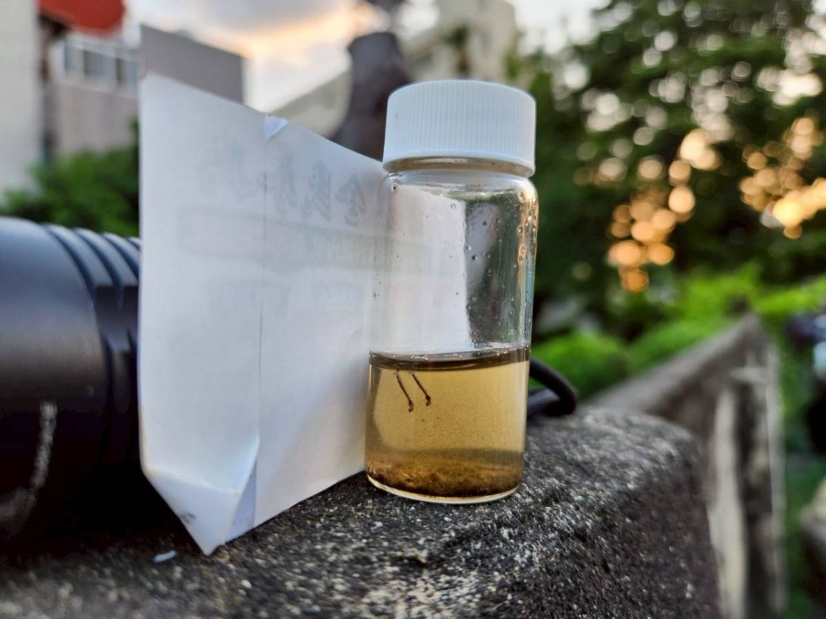 巡查採集之孑孓