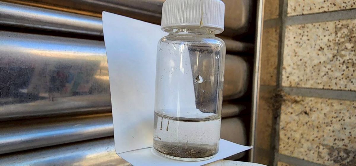 孶生病媒蚊幼蟲(孑孓)