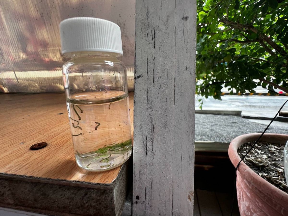 社區環境積水容器孶生病媒蚊幼蟲