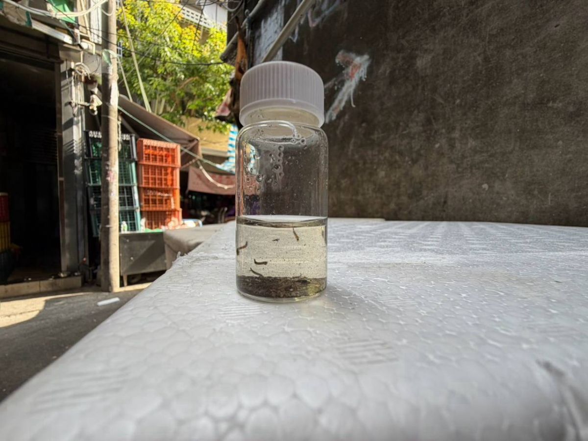 巡查環境積水容器孶生病媒蚊幼蟲(子孓)