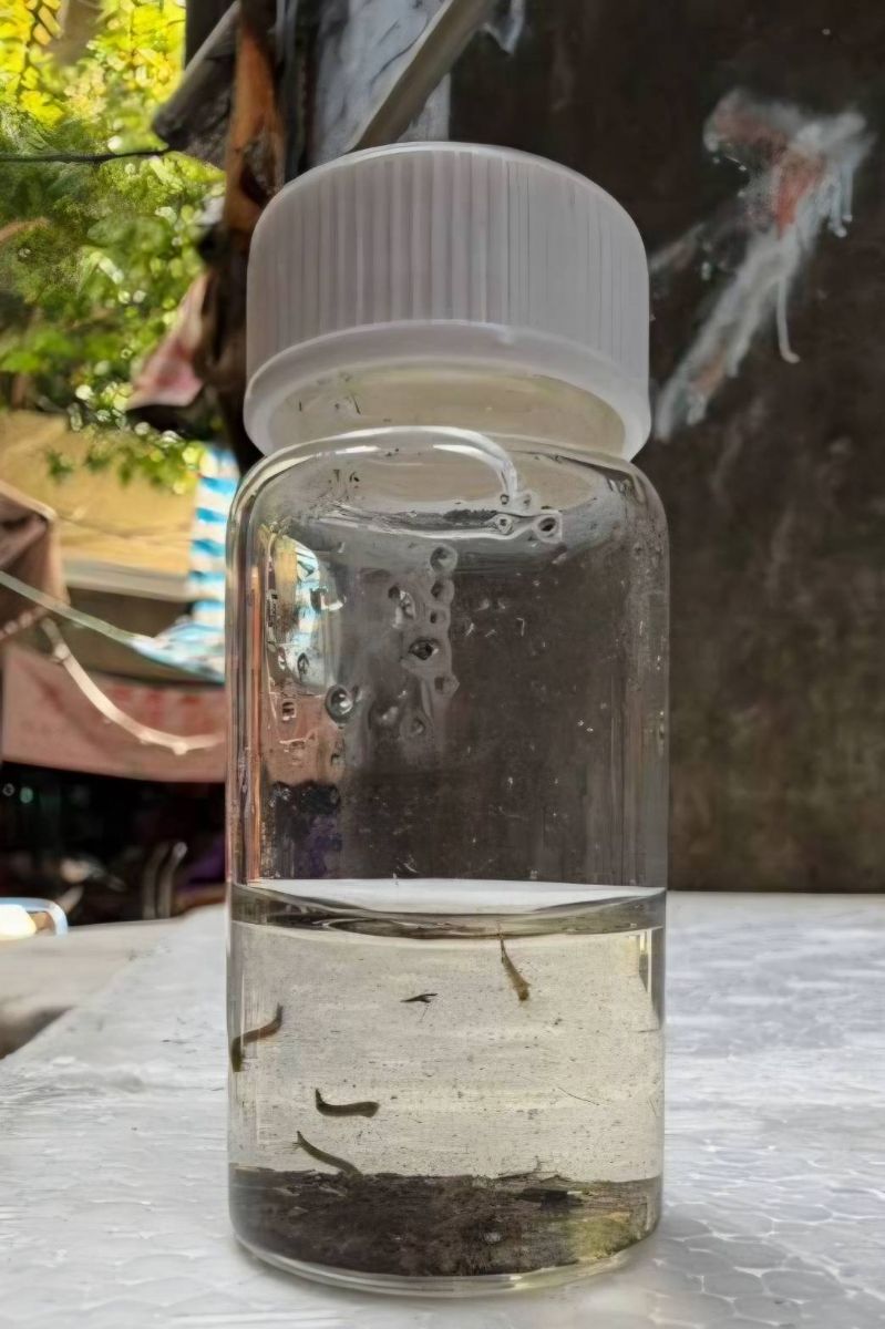積水容器孶生病媒蚊幼蟲(孑孓)