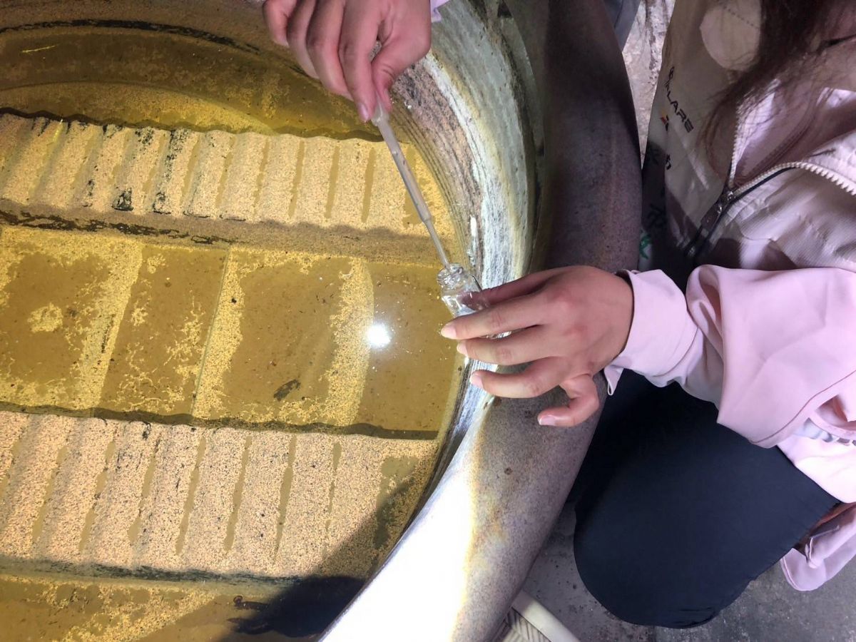 積水容器孶生病媒蚊幼蟲(孑孓)