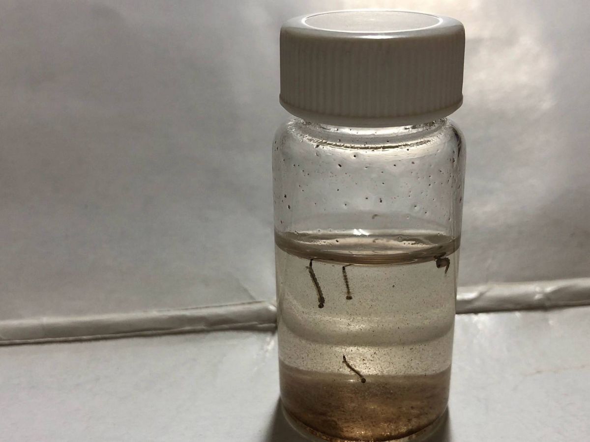 積水容器孶生病媒蚊幼蟲(孑孓)